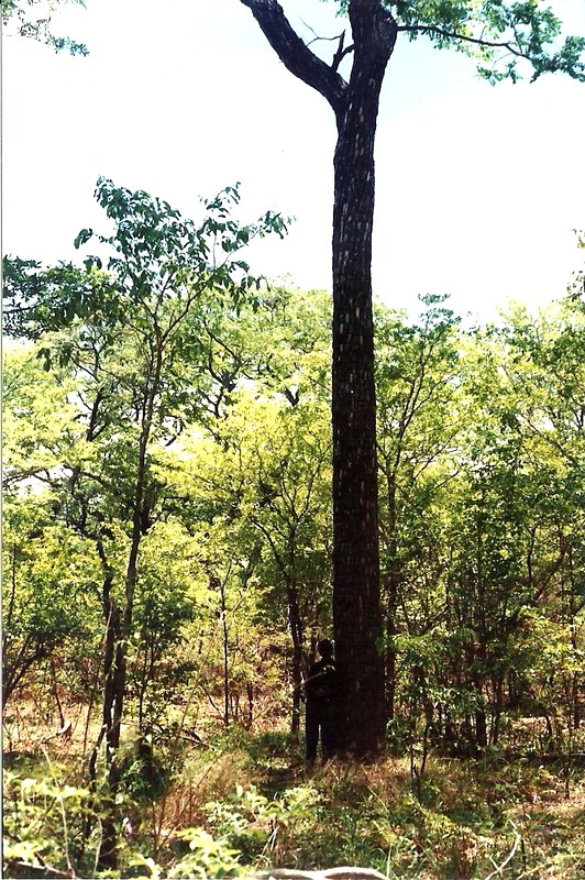 Pterocarpus angolensis Pterocarpus angolensis