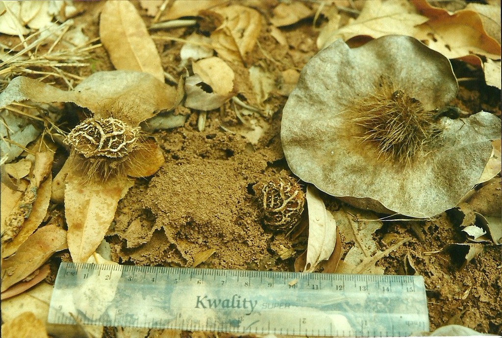 Pterocarpus angolensis Pterocarpus angolensis