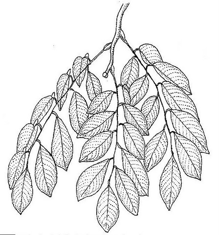 Pterocarpus angolensis Pterocarpus angolensis