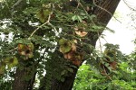 Pterocarpus angolensis