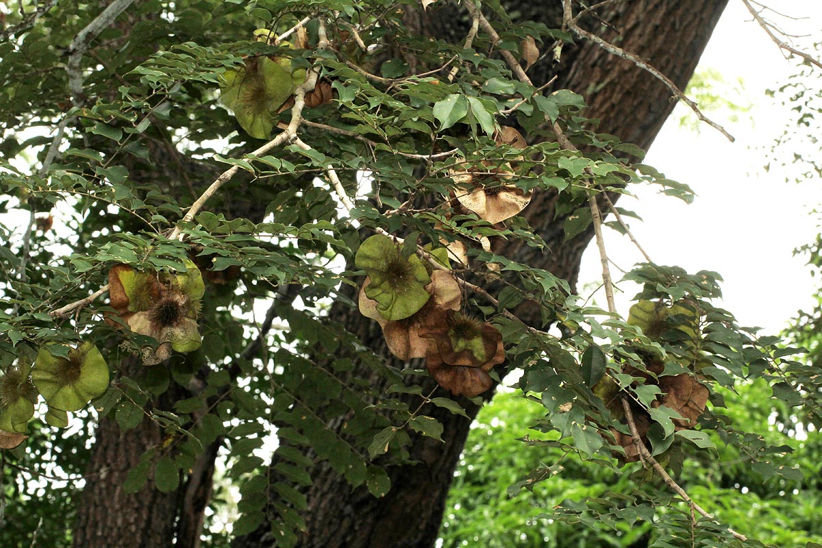 Pterocarpus angolensis Pterocarpus angolensis