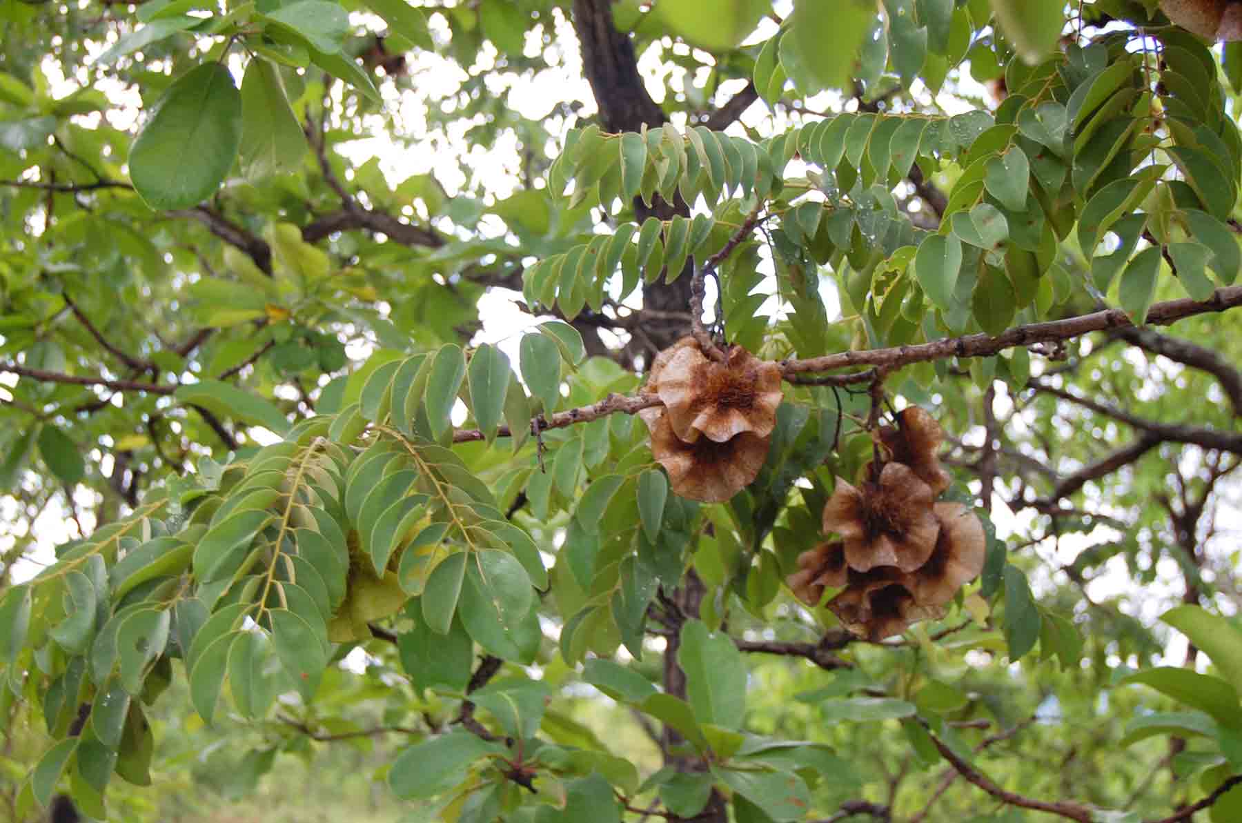 Pterocarpus angolensis Pterocarpus angolensis