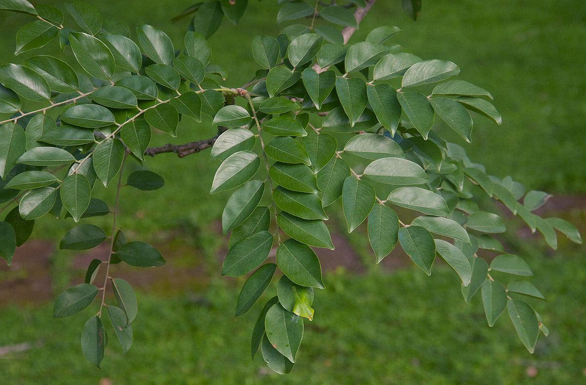 Pterocarpus angolensis Pterocarpus angolensis