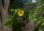Pterocarpus angolensis