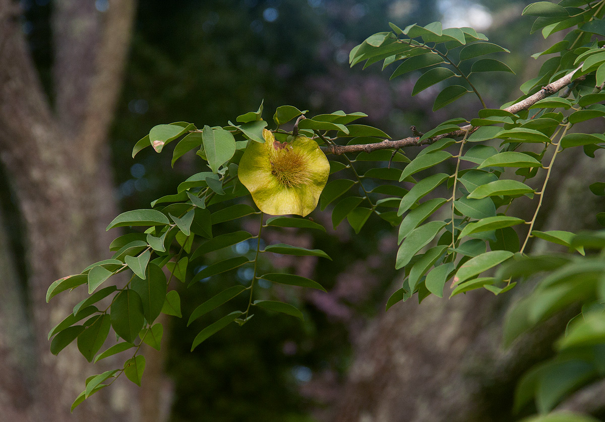 Pterocarpus angolensis Pterocarpus angolensis