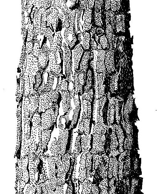 Pterocarpus angolensis Pterocarpus angolensis
