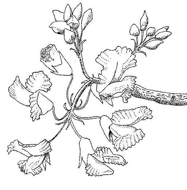 Pterocarpus angolensis Pterocarpus angolensis