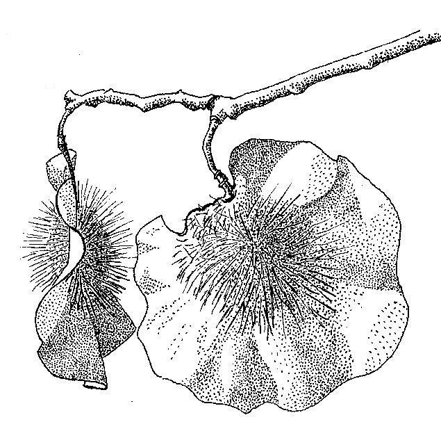 Pterocarpus angolensis Pterocarpus angolensis