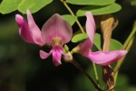 Abrus precatorius subsp. africanus