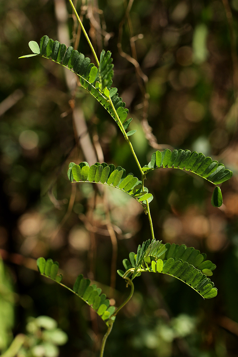 Abrus precatorius subsp. africanus Abrus precatorius subsp. africanus