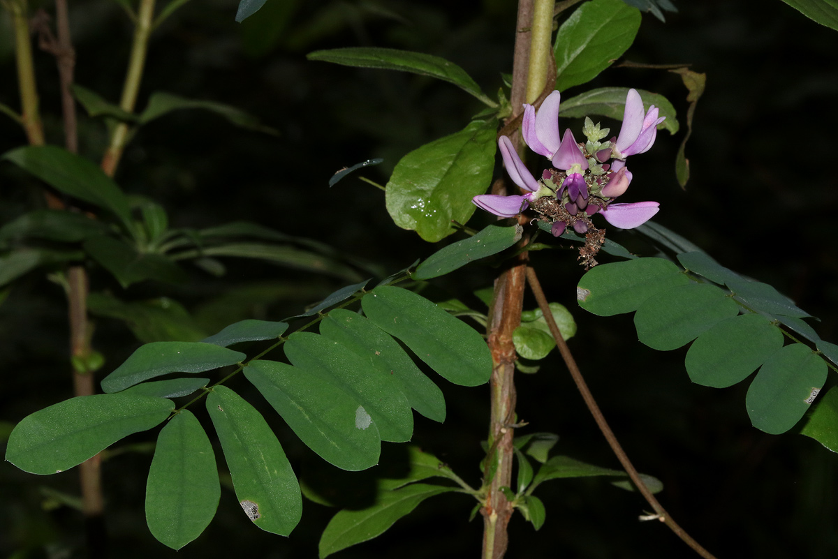 Abrus precatorius subsp. africanus Abrus precatorius subsp. africanus