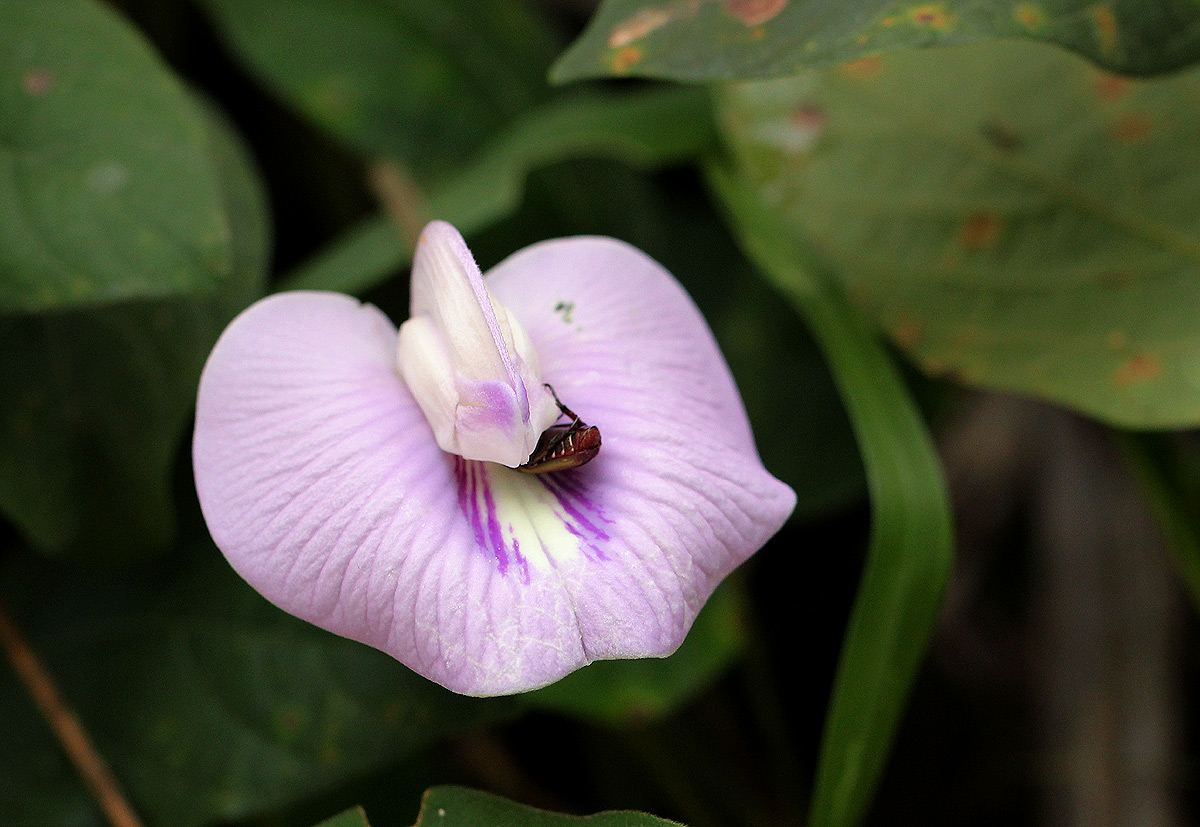 Centrosema pubescens Centrosema pubescens