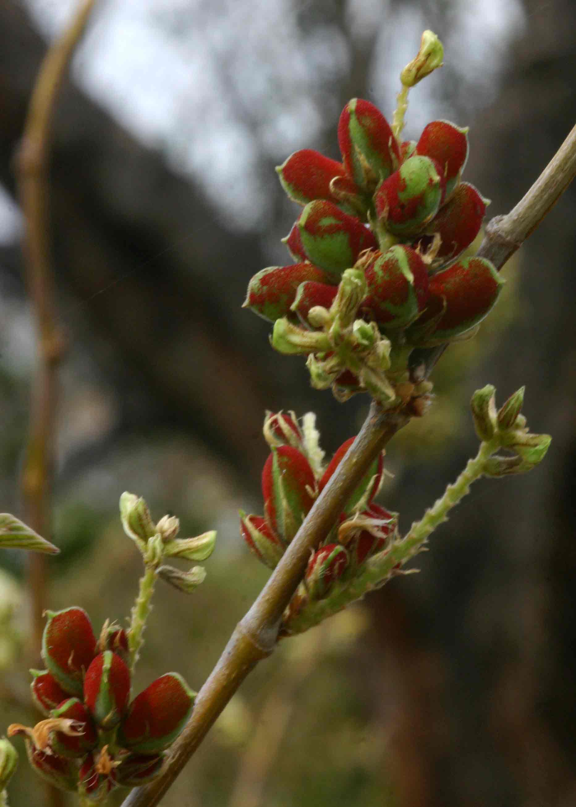 Flemingia grahamiana Flemingia grahamiana