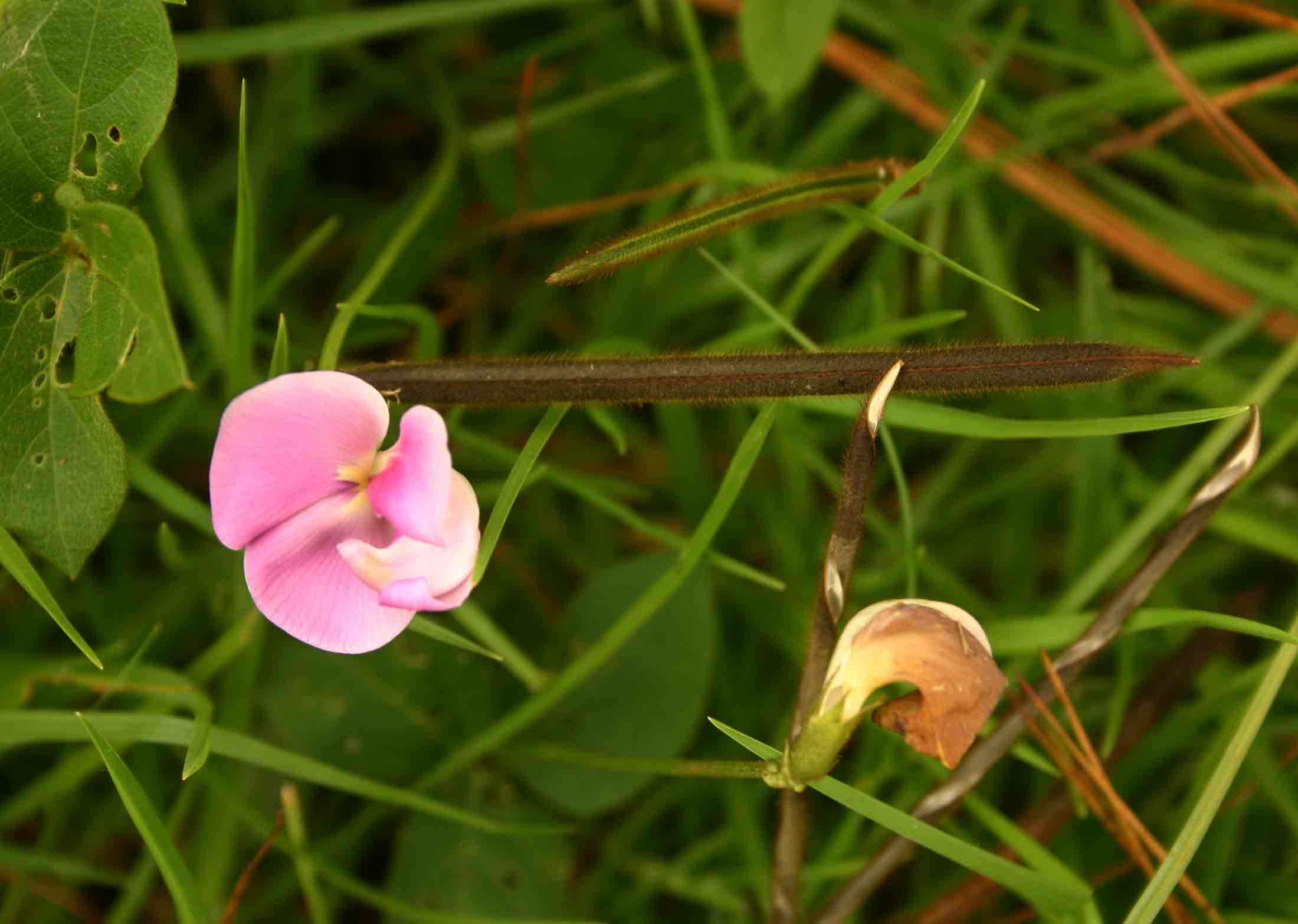 Vigna vexillata var. vexillata Vigna vexillata var. vexillata