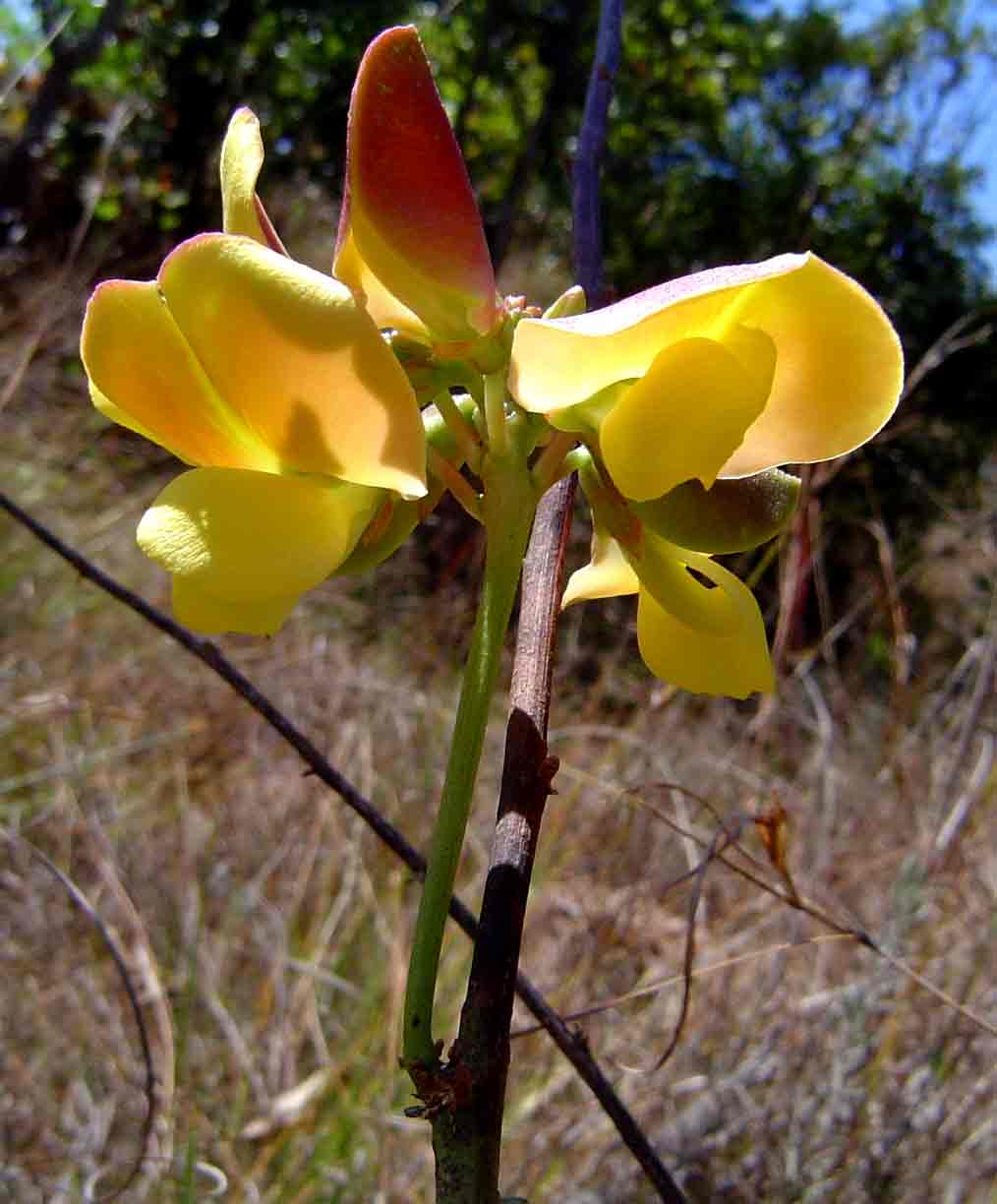 Sphenostylis erecta subsp. erecta Sphenostylis erecta subsp. erecta