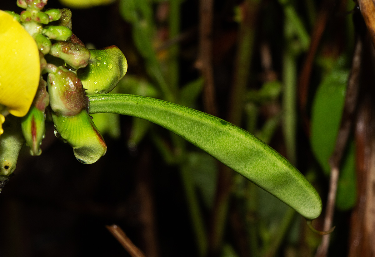Sphenostylis erecta subsp. erecta Sphenostylis erecta subsp. erecta