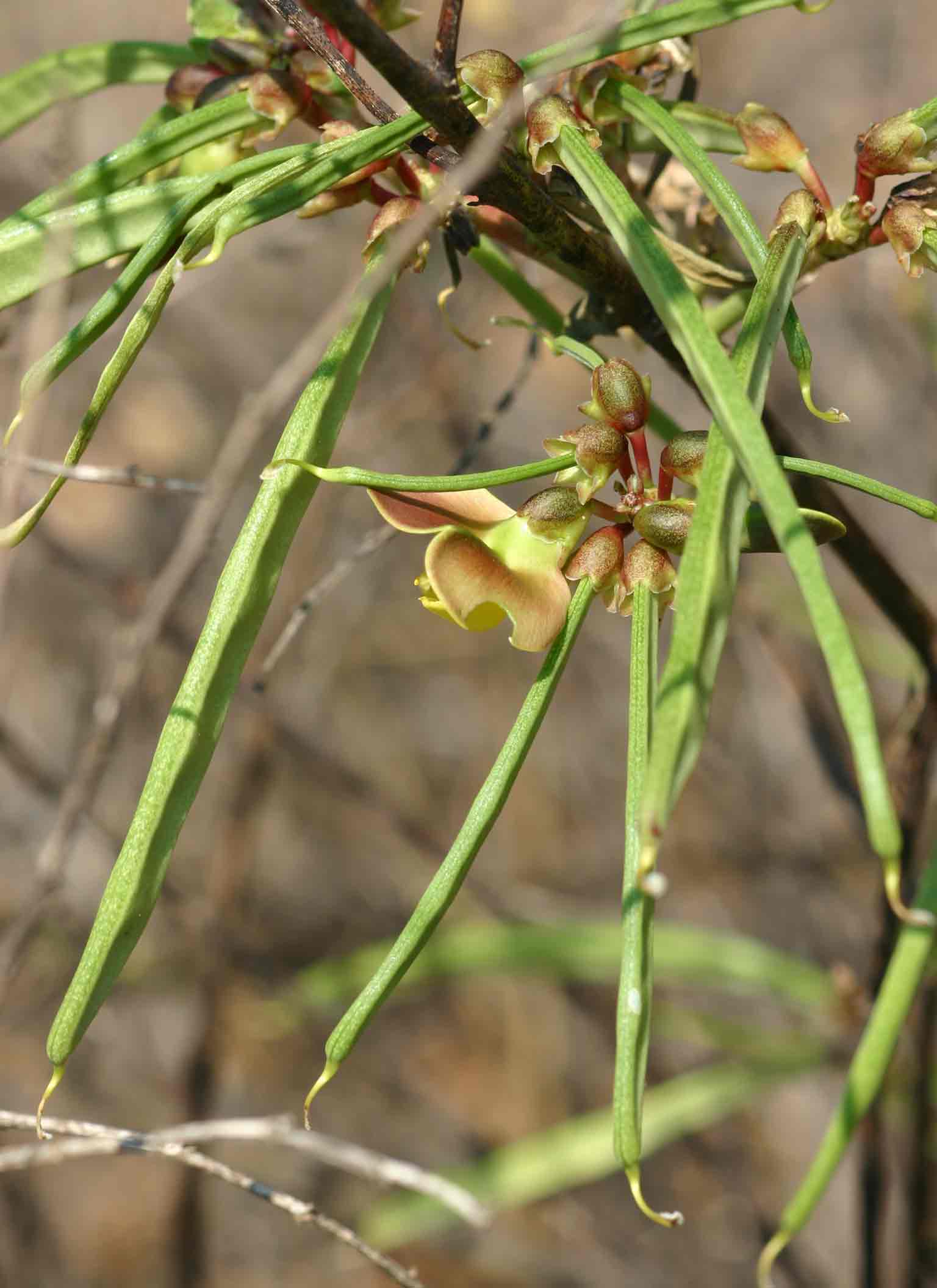 Sphenostylis erecta subsp. erecta Sphenostylis erecta subsp. erecta