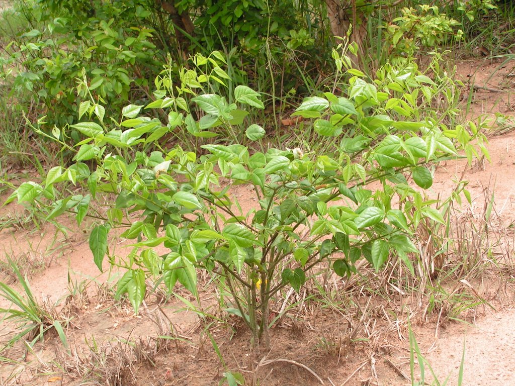 Sphenostylis erecta subsp. erecta Sphenostylis erecta subsp. erecta