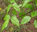 Sphenostylis erecta subsp. erecta