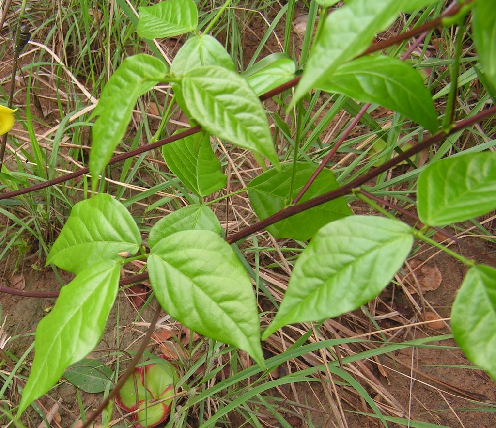 Sphenostylis erecta subsp. erecta Sphenostylis erecta subsp. erecta
