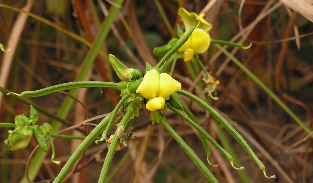 Sphenostylis erecta subsp. erecta Sphenostylis erecta subsp. erecta
