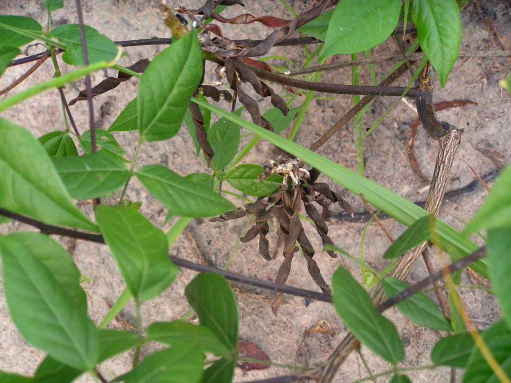 Sphenostylis erecta subsp. erecta Sphenostylis erecta subsp. erecta