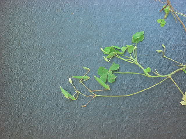 Oxalis corniculata Oxalis corniculata
