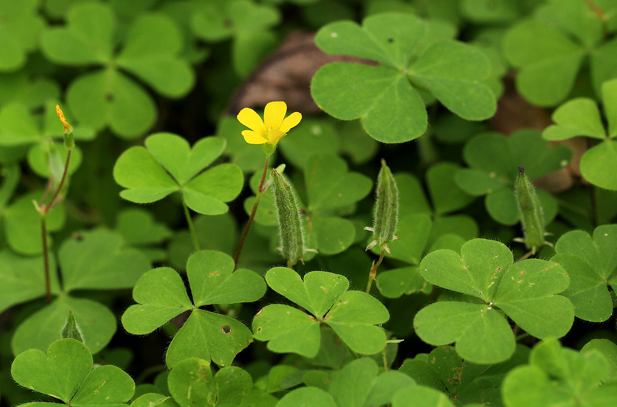 Oxalis corniculata Oxalis corniculata