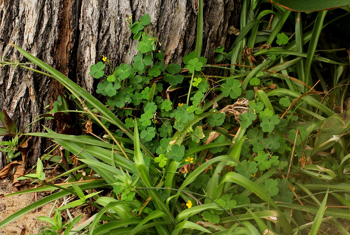 Oxalis corniculata Oxalis corniculata