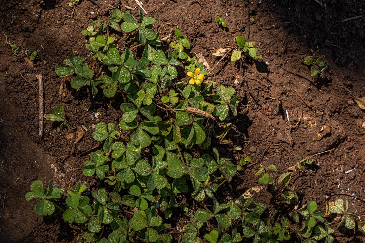 Oxalis corniculata Oxalis corniculata