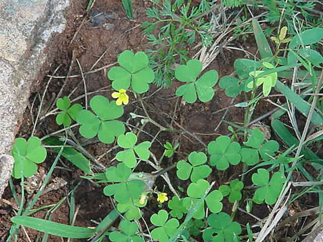 Oxalis corniculata Oxalis corniculata