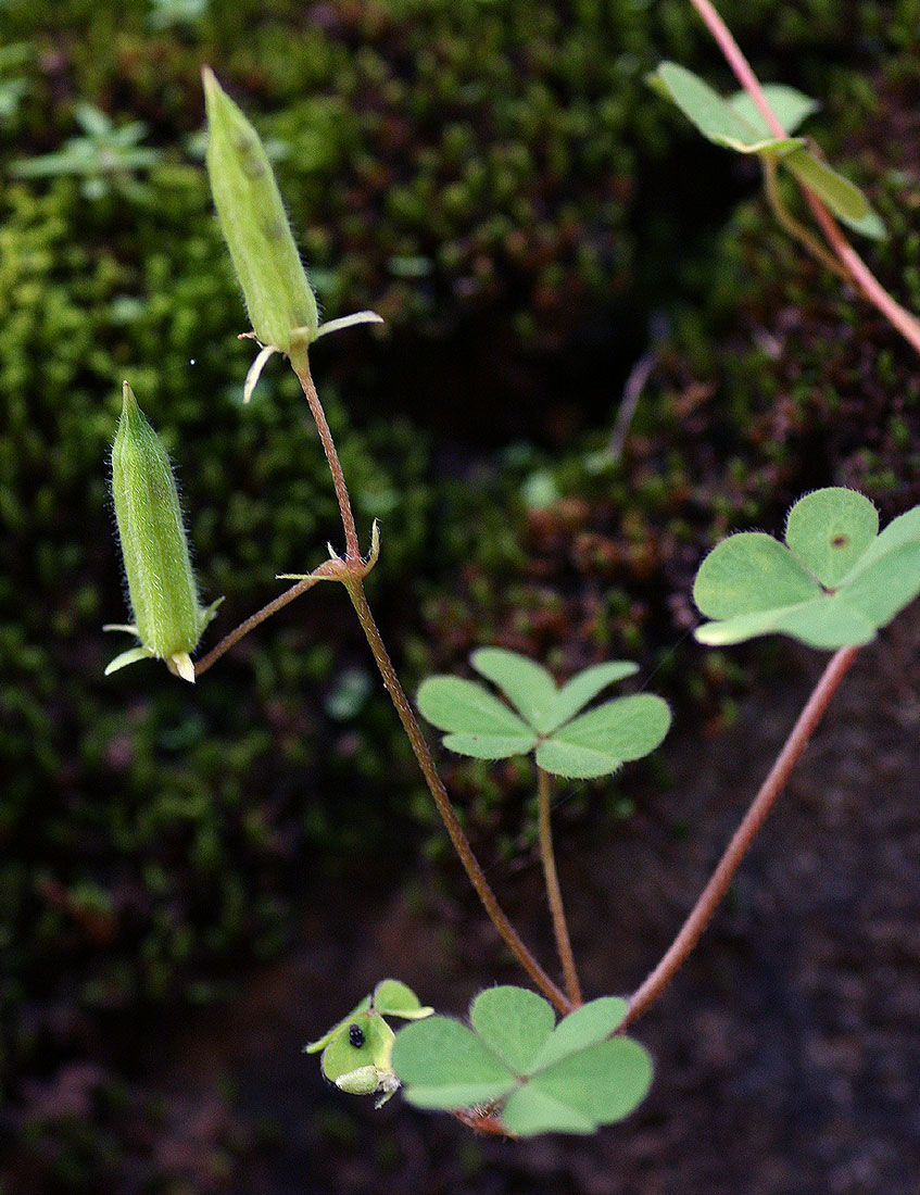 Oxalis corniculata Oxalis corniculata