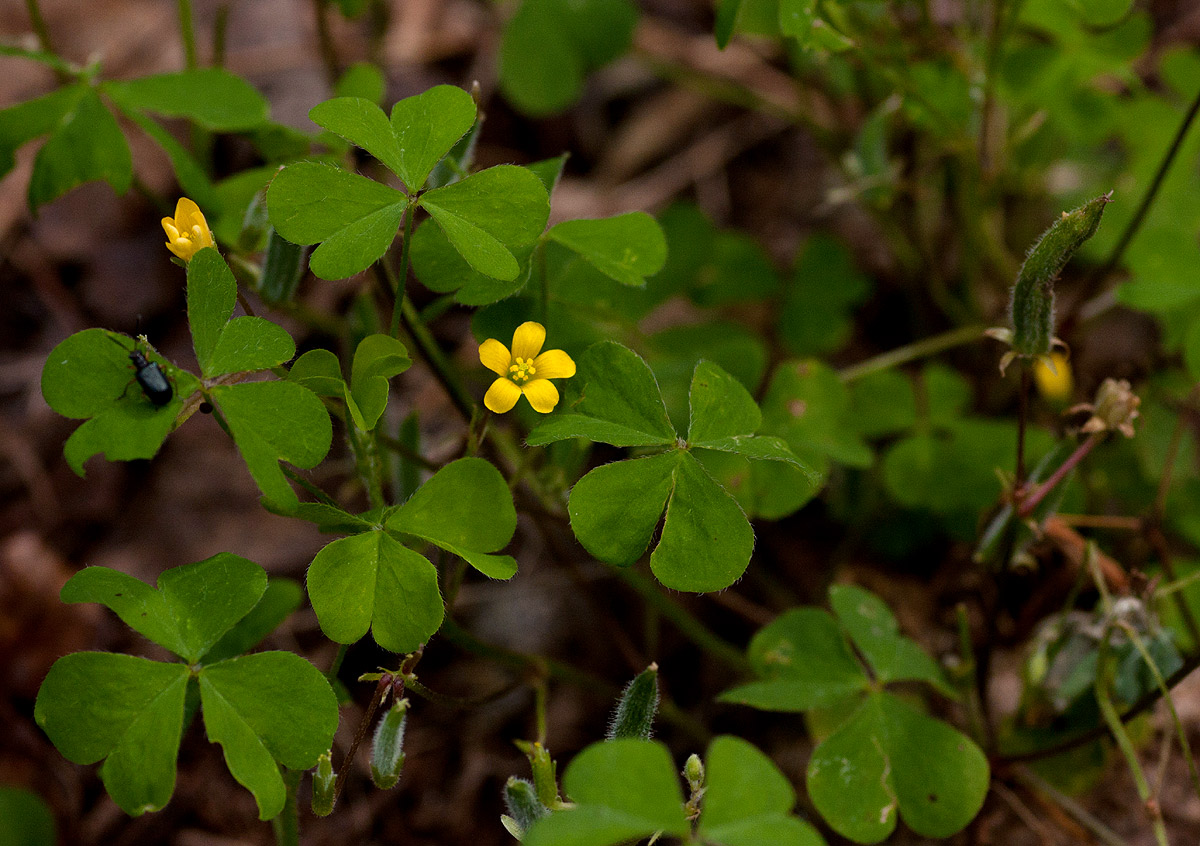 Oxalis corniculata Oxalis corniculata