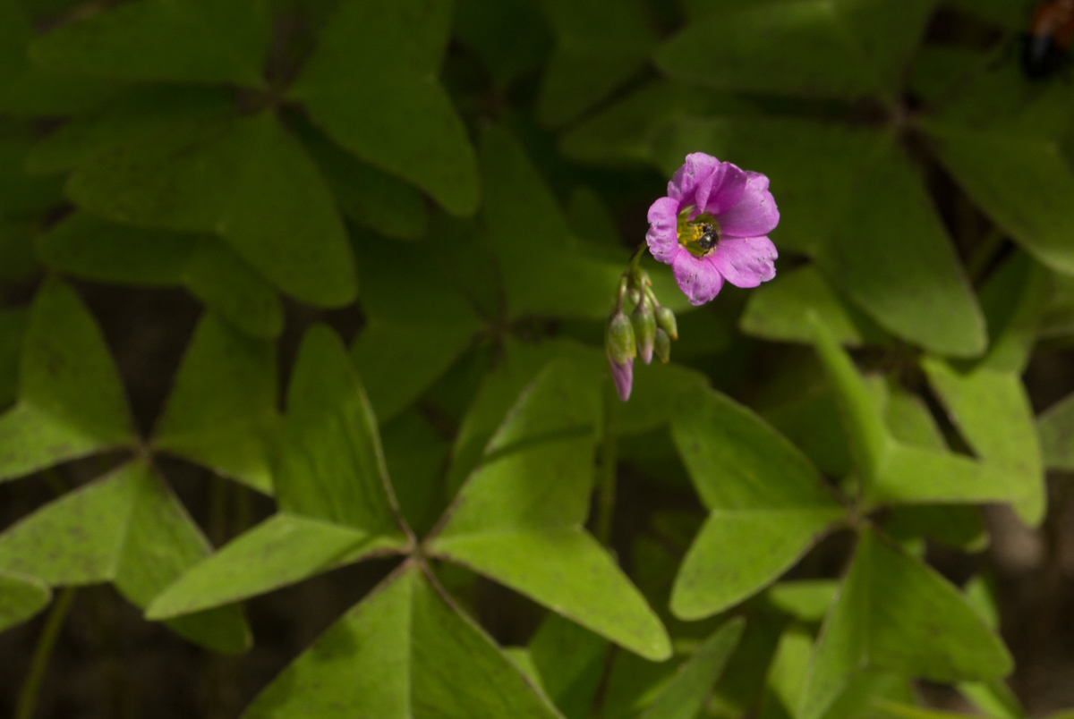Oxalis latifolia Oxalis latifolia