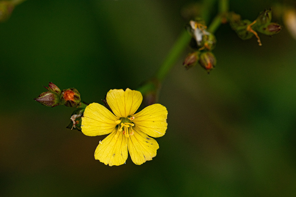 Linum thunbergii Linum thunbergii