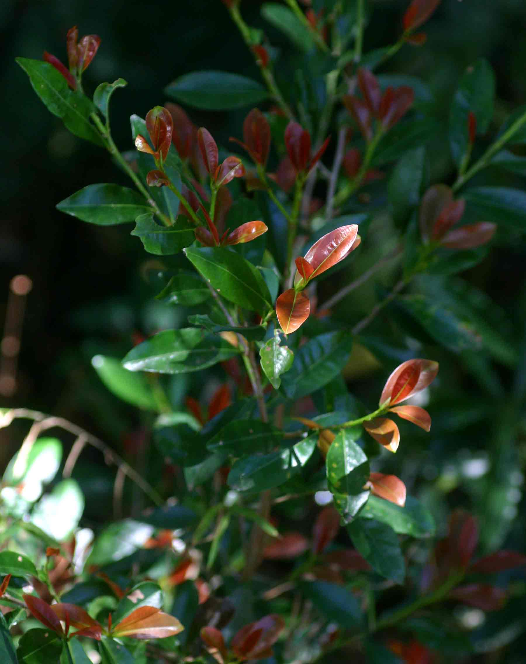 Erythroxylum emarginatum Erythroxylum emarginatum