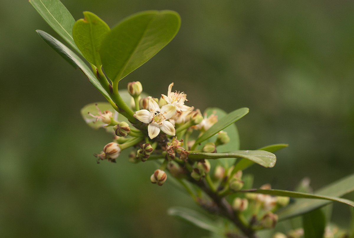 Erythroxylum emarginatum Erythroxylum emarginatum