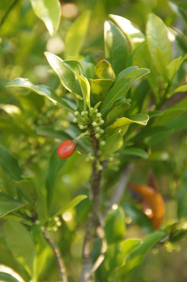 Erythroxylum emarginatum Erythroxylum emarginatum