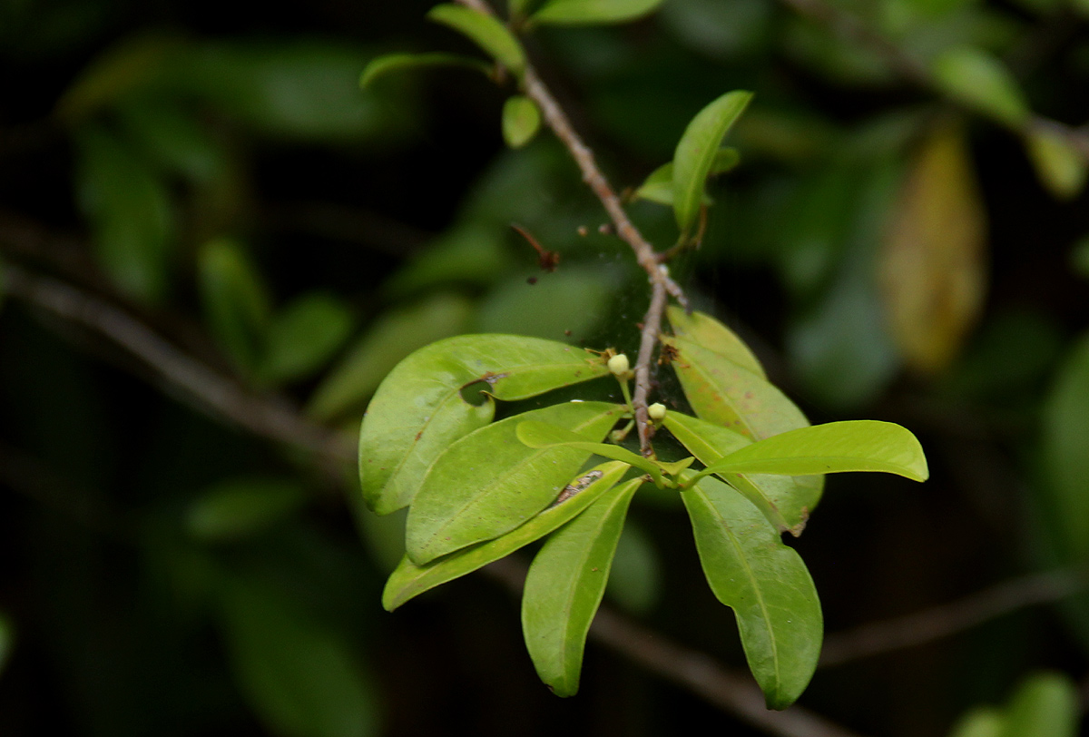 Erythroxylum emarginatum Erythroxylum emarginatum