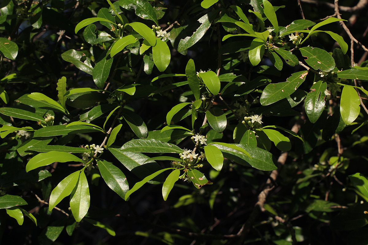 Erythroxylum emarginatum Erythroxylum emarginatum