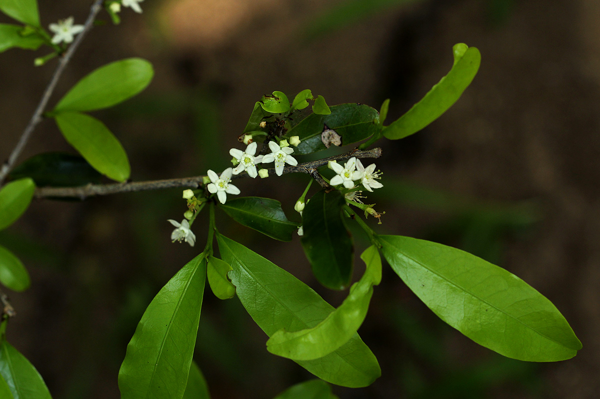 Erythroxylum emarginatum Erythroxylum emarginatum