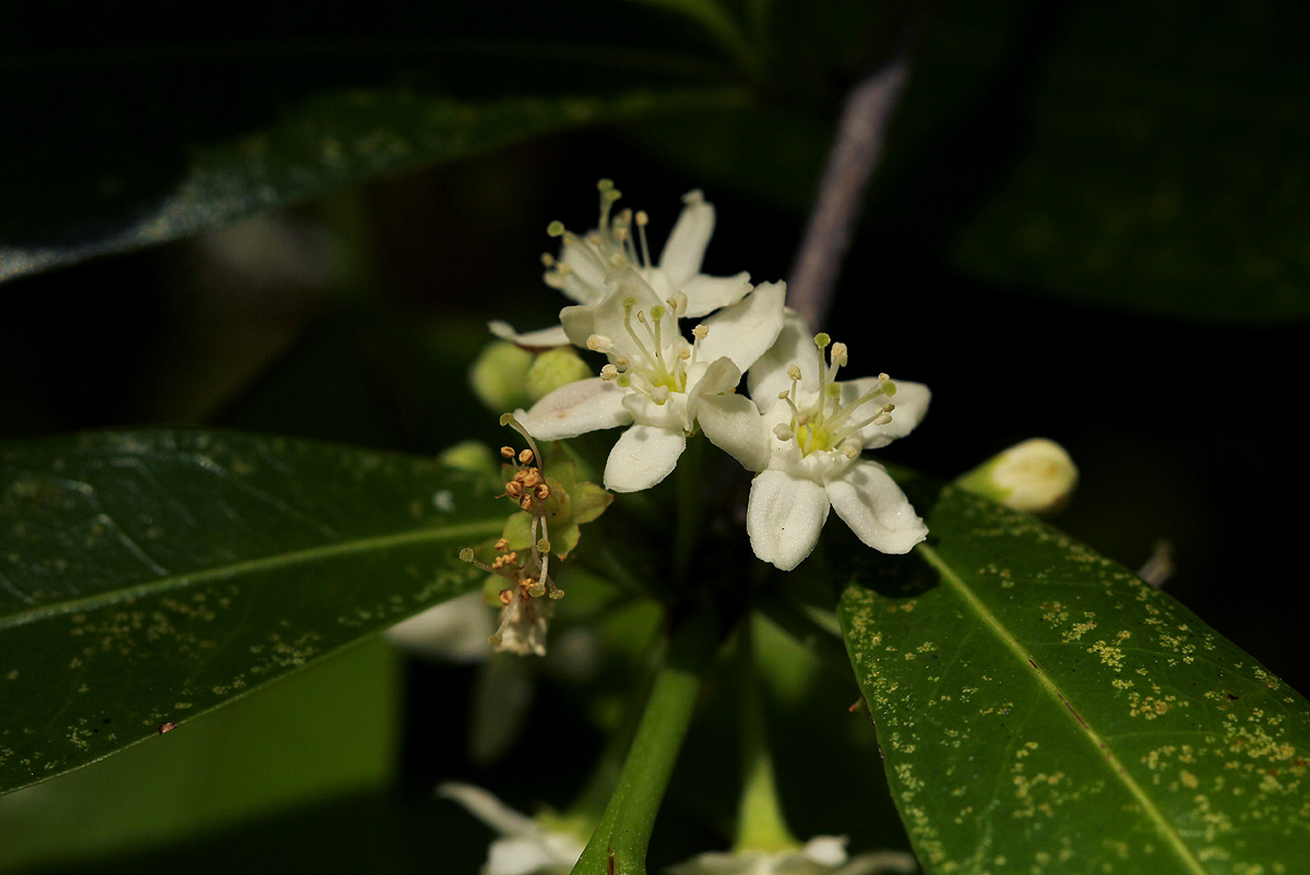 Erythroxylum emarginatum Erythroxylum emarginatum
