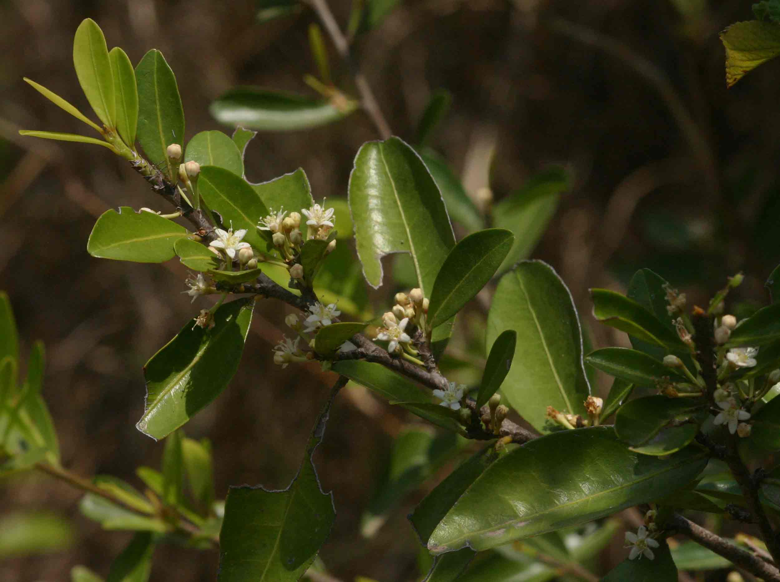 Erythroxylum emarginatum Erythroxylum emarginatum