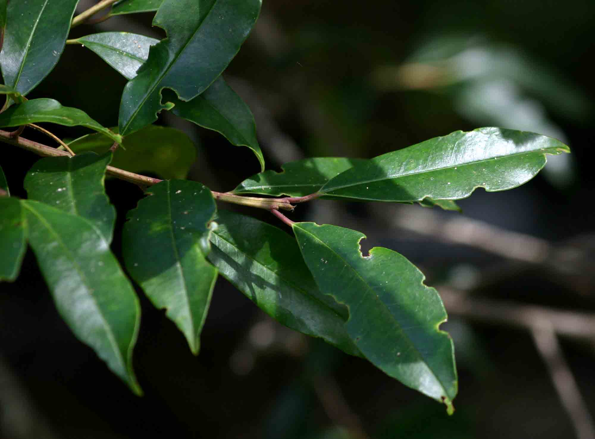 Erythroxylum emarginatum Erythroxylum emarginatum
