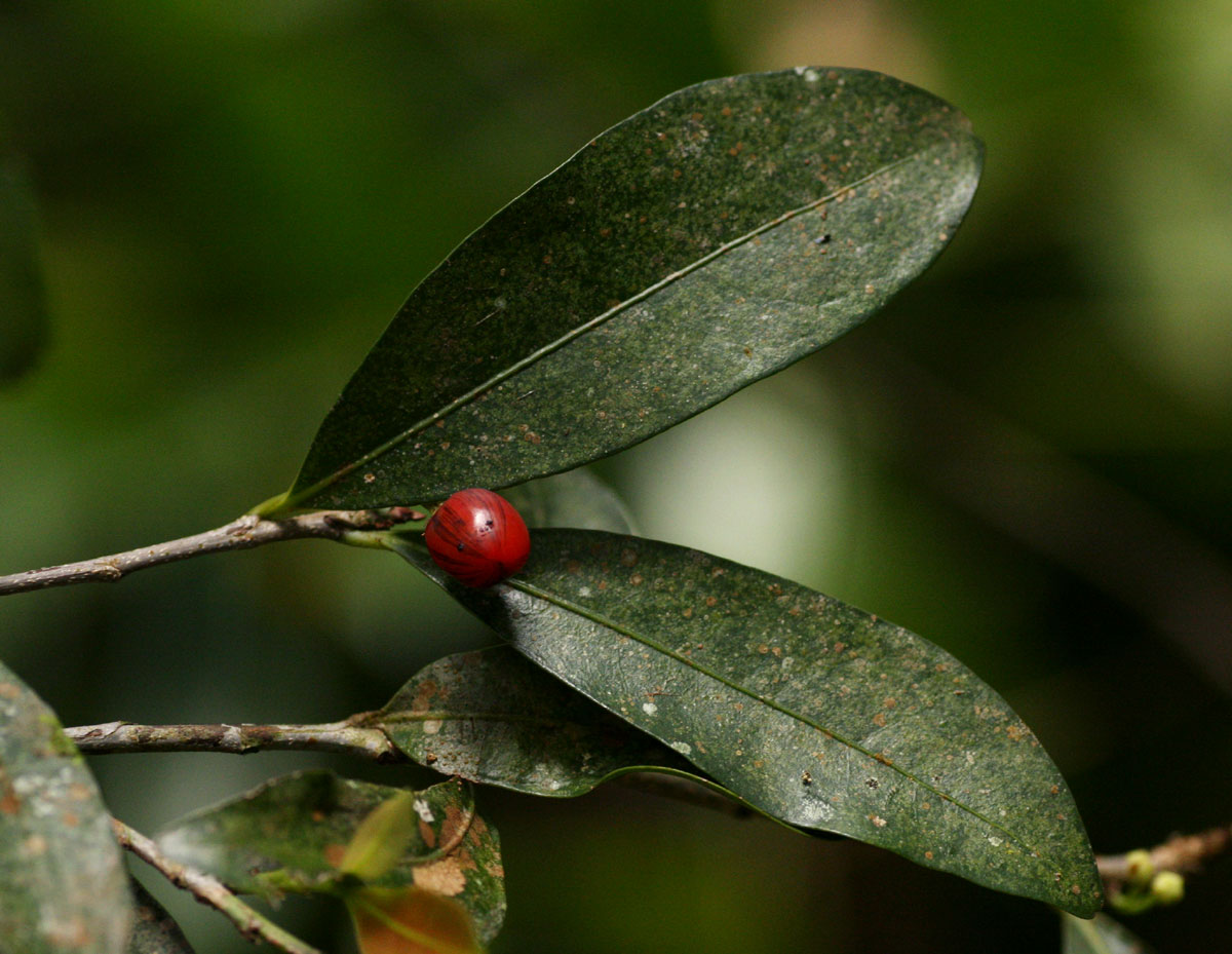 Erythroxylum emarginatum Erythroxylum emarginatum