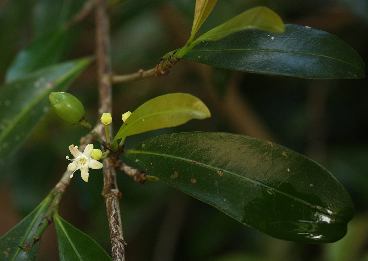 Erythroxylum emarginatum Erythroxylum emarginatum