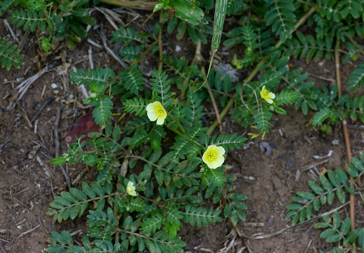 Tribulus terrestris Tribulus terrestris