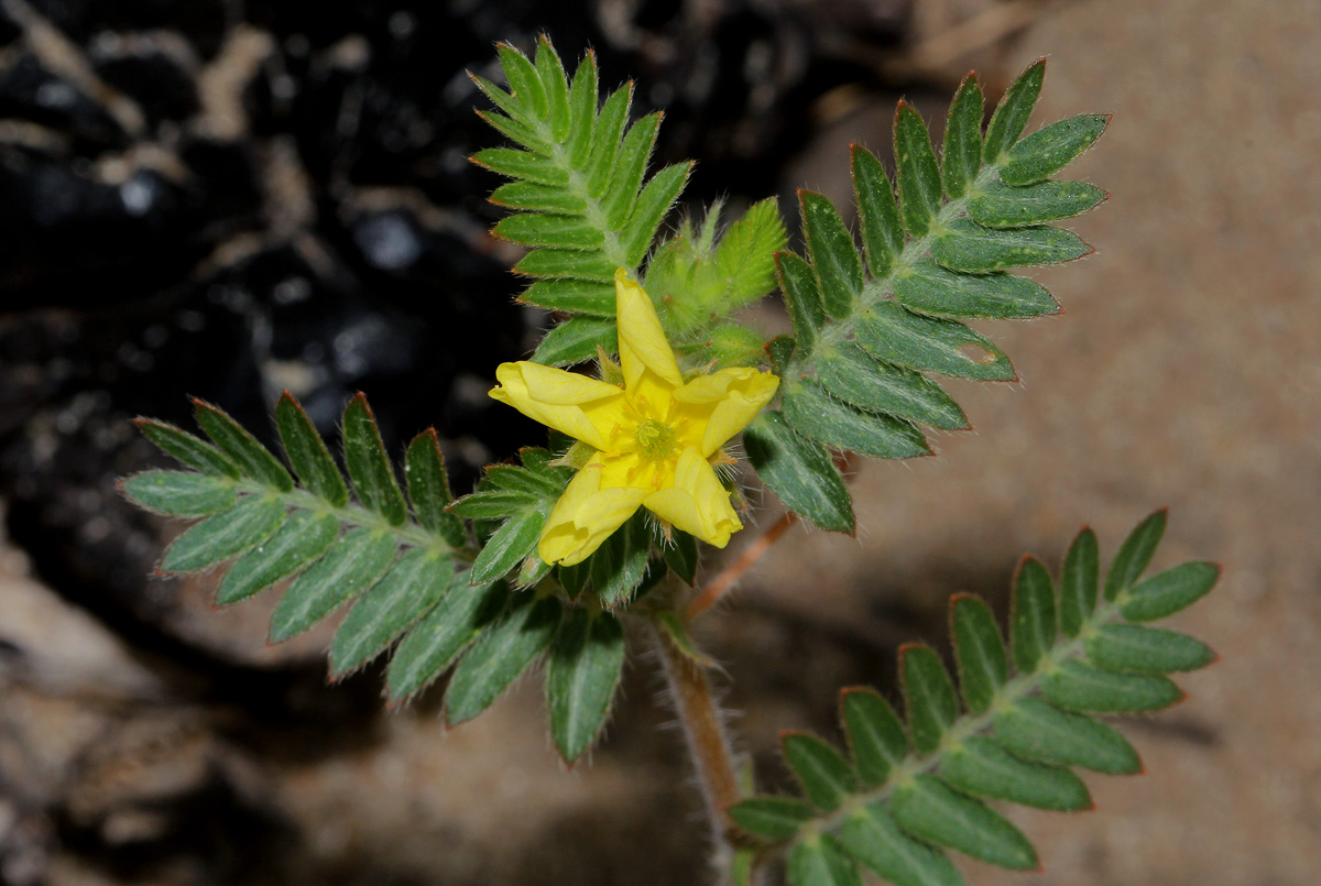 Tribulus terrestris Tribulus terrestris