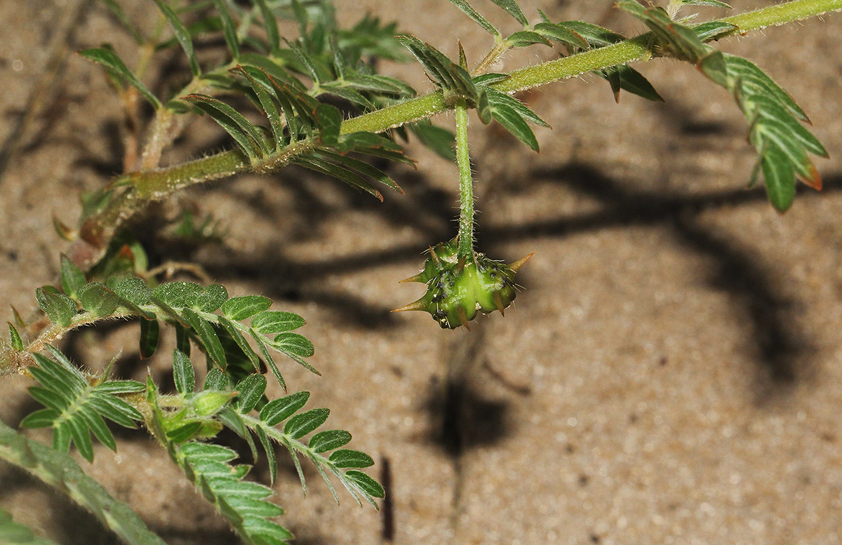Tribulus terrestris Tribulus terrestris