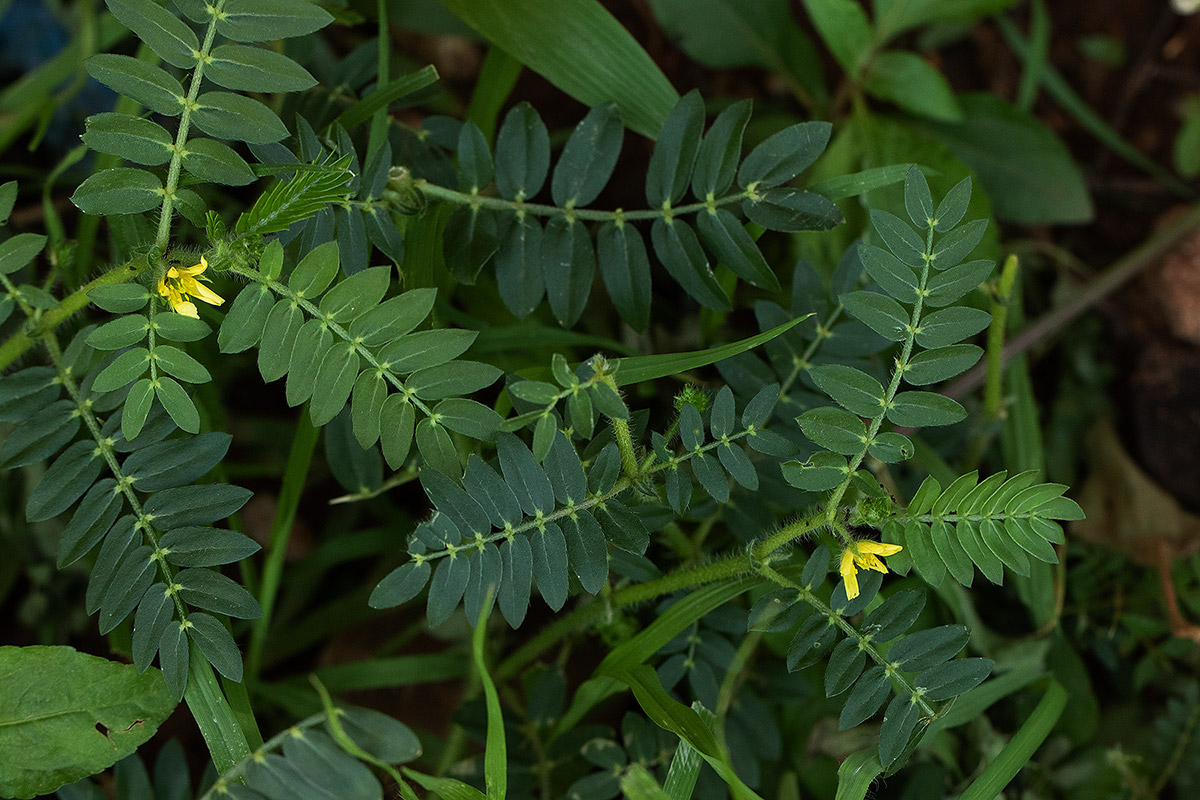 Tribulus terrestris Tribulus terrestris
